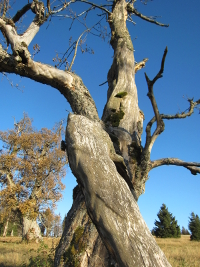 alter Baumbestand auf Almschachten im Nationalpark Bayerischer Wald in der Nähe der Ferienwohnung FeWo Moosau in D-94258 Frauenau © Gine Selle, Frauenau