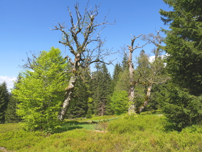 Mischwald und Blaubeersträucher am Ruckowitzschachten im Nationalpark Bayerischer Wald in der Nähe der Ferienwohnung FeWo Moosau in D-94258 Frauenau © Gine Selle, Frauenau