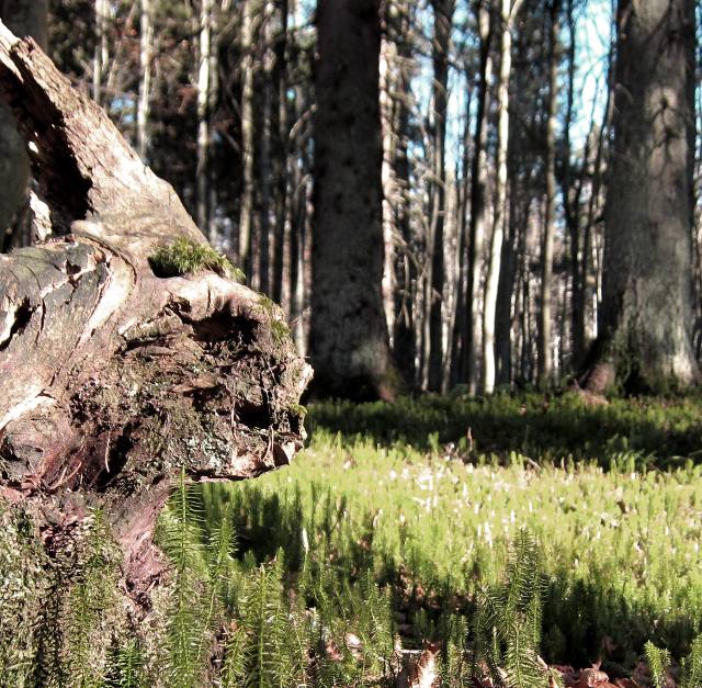 Wurzelstock in der Form eines Zombies im Nationalpark Bayerischer Wald in der Nähe der Ferienwohnung FeWo Moosau in D-94258 Frauenau © Gine Selle, Frauenau