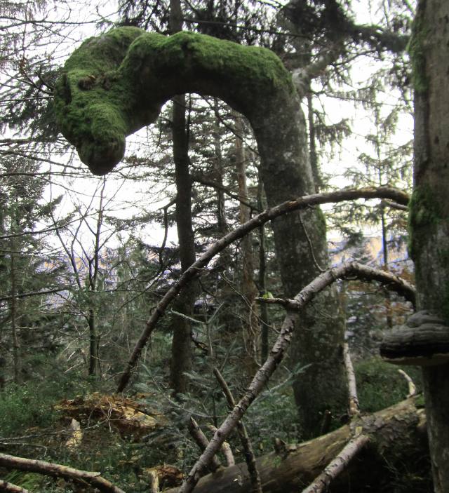 Wald mit hoher Verjüngungsdichte am Totholzstumpf in der Nähe der Ferienwohnung FeWo Moosau in D-94258 Frauenau © Gine Selle, Frauenau
