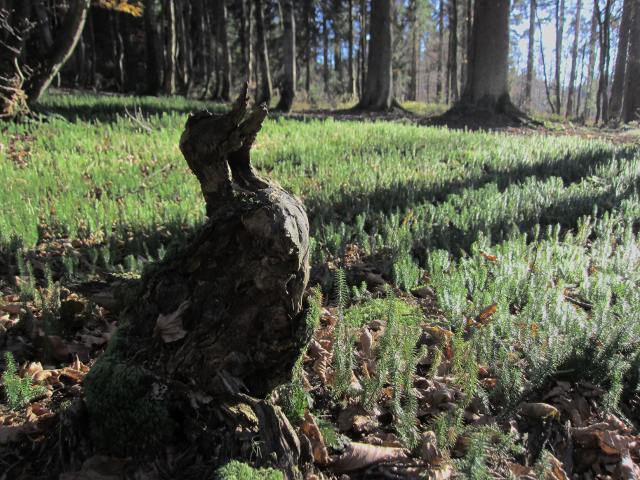 Wurzelstock in Form einer Ente im Nationalpark Bayerischer Wald in der Nähe der Ferienwohnung FeWo Moosau in D-94258 Frauenau © Gine Selle, Frauenau